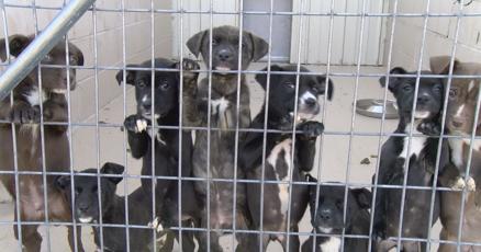 Too many pets not enough staff Forest County Humane Society asking for help  | Local News 