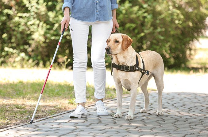 Today is White Cane Safety Day, News