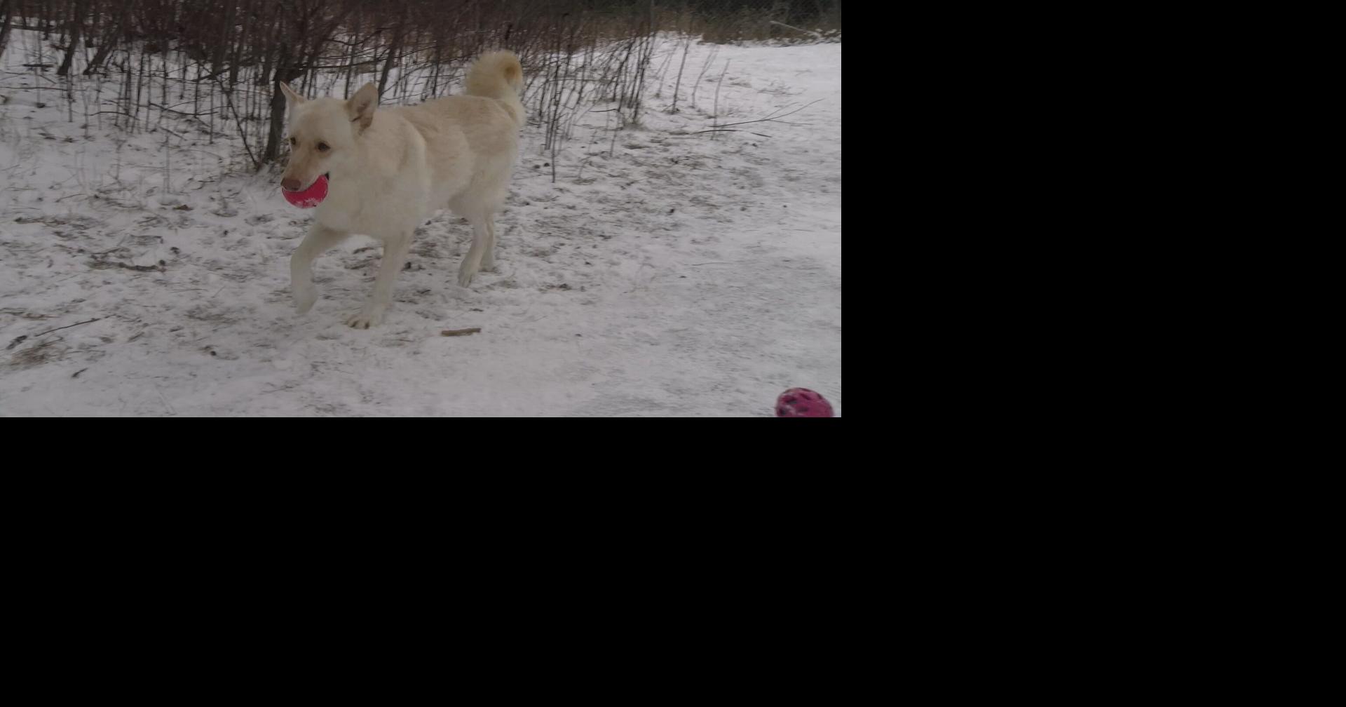 Animal expert in Eagle River gives tips on how to keep pets warm in the