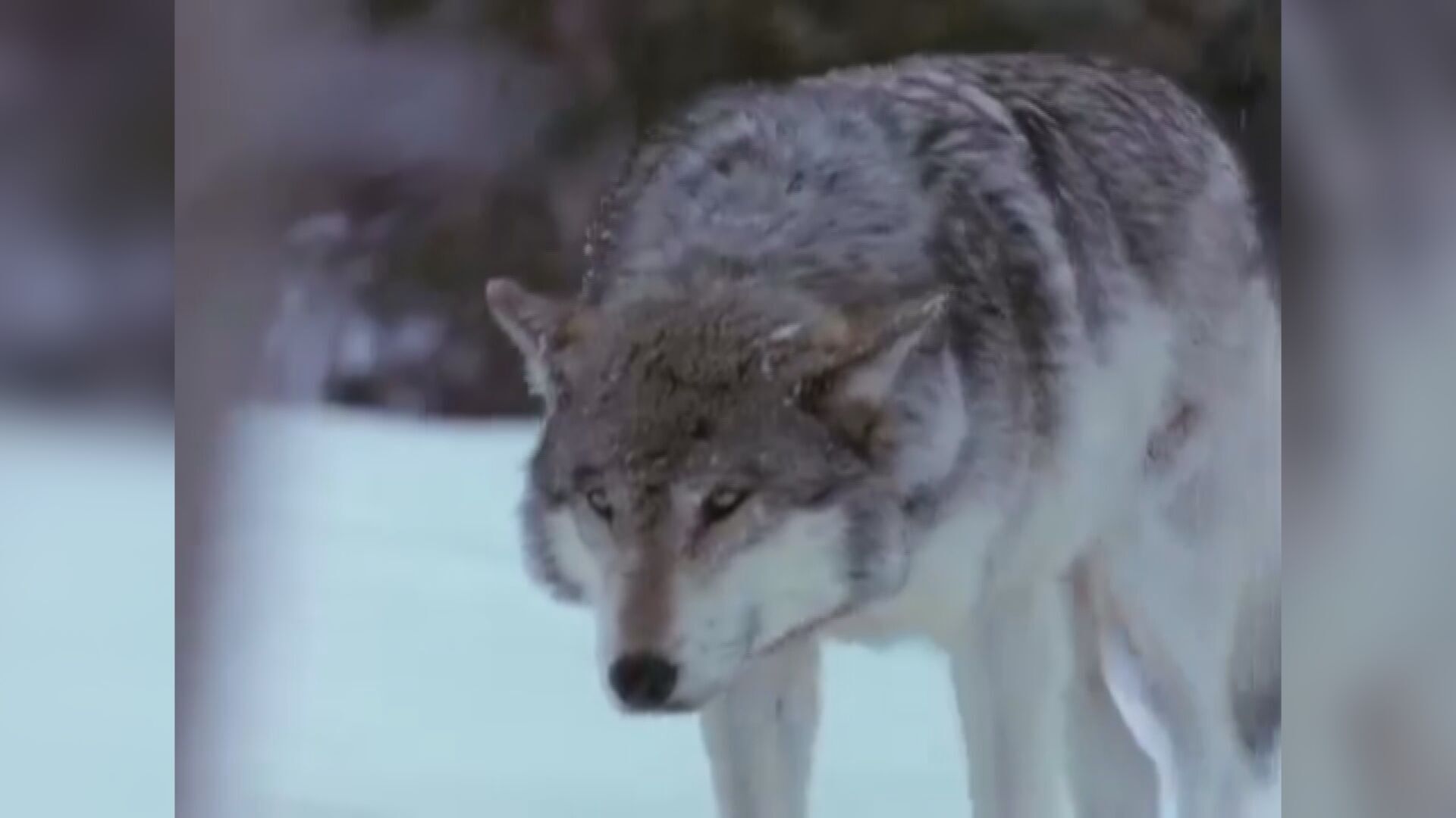 9 wolves euthanized in Price County due to safety concerns, DNR ...