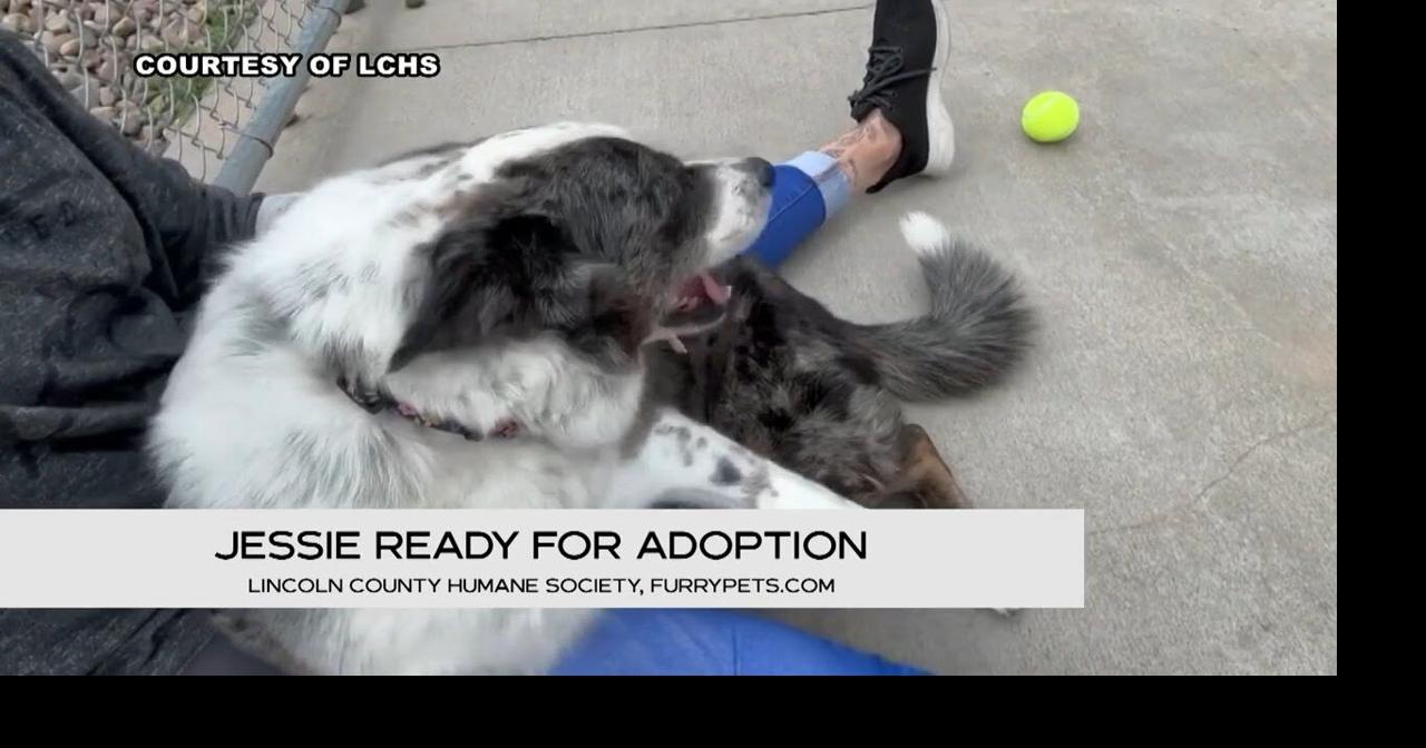 Homeward Bound Lincoln County Humane Society 9-6-24 | Features | wjfw.com