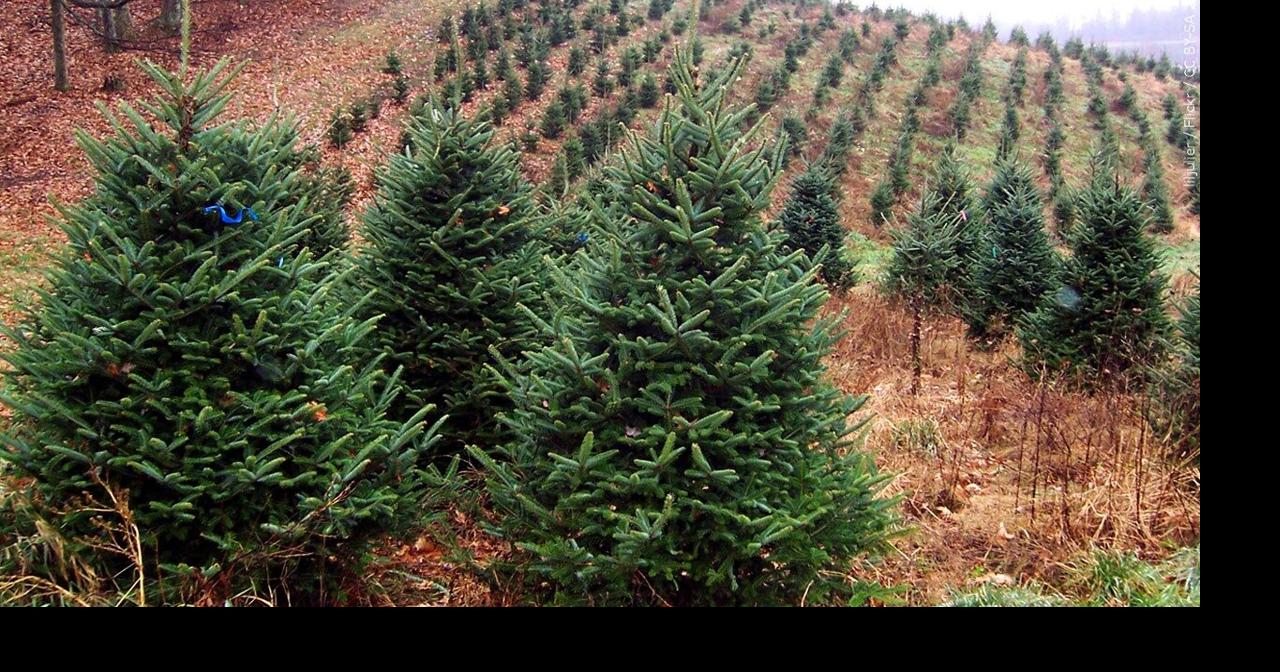 Christmas Tree permits offered this season through the Chequamegon