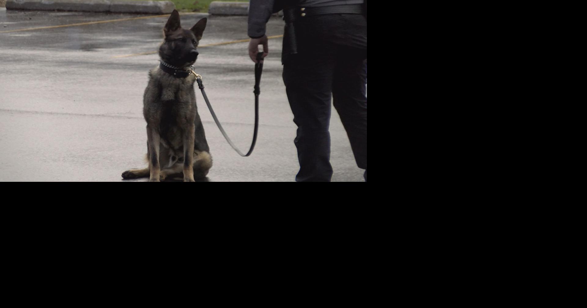 Forest County Sheriff's Office welcomes new K9 addition to the team