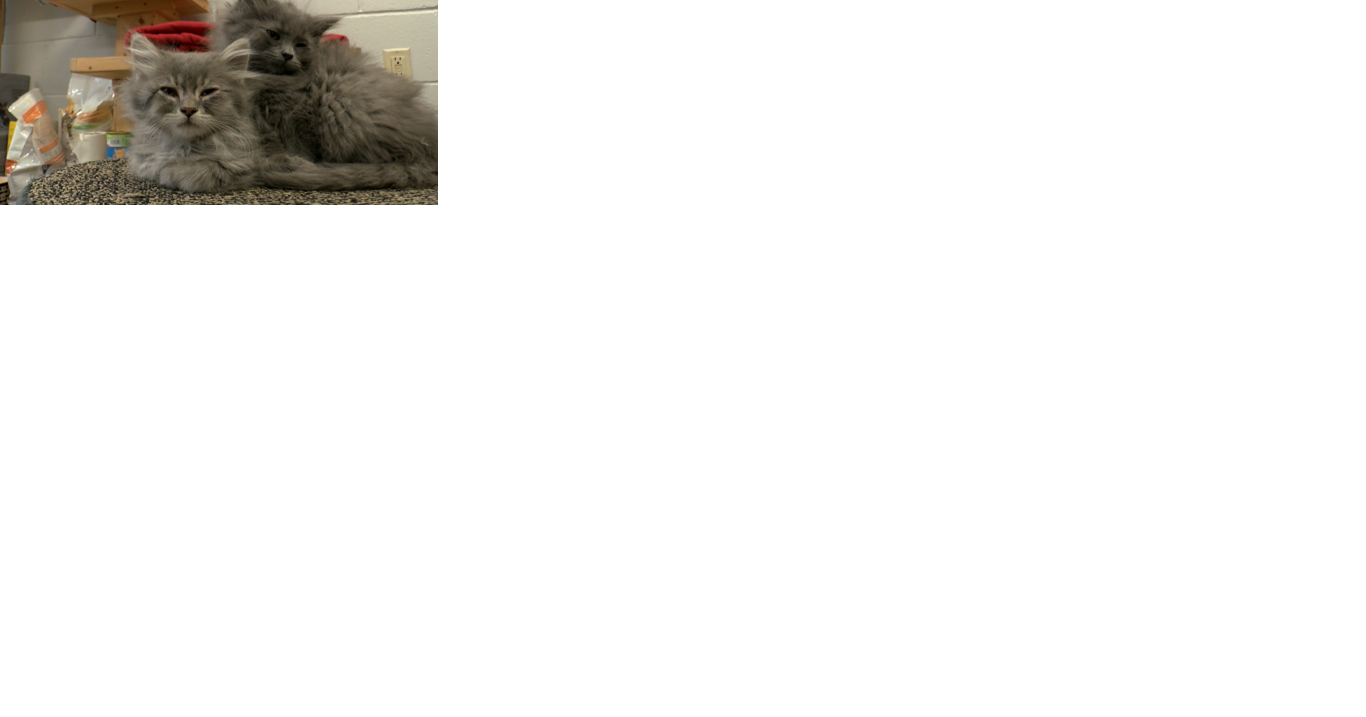 Area animal shelters experiencing steady intake rates - Vimarsana News