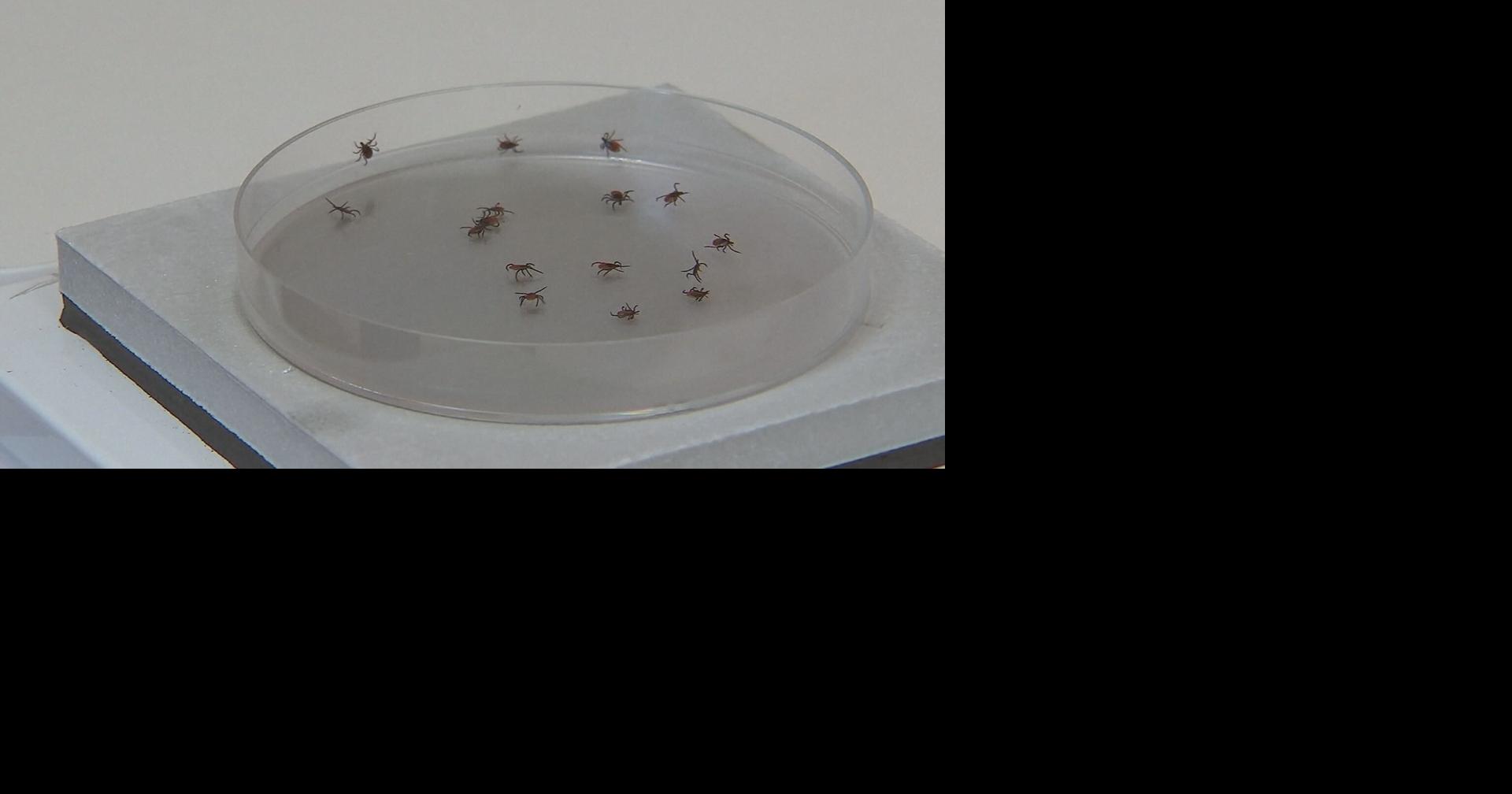 Researchers seek ticks from public to study populations and diseases in Wisconsin