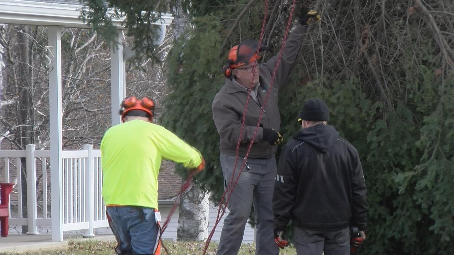 Wisconsin capitol holiday tree cut down in Rhinelander News