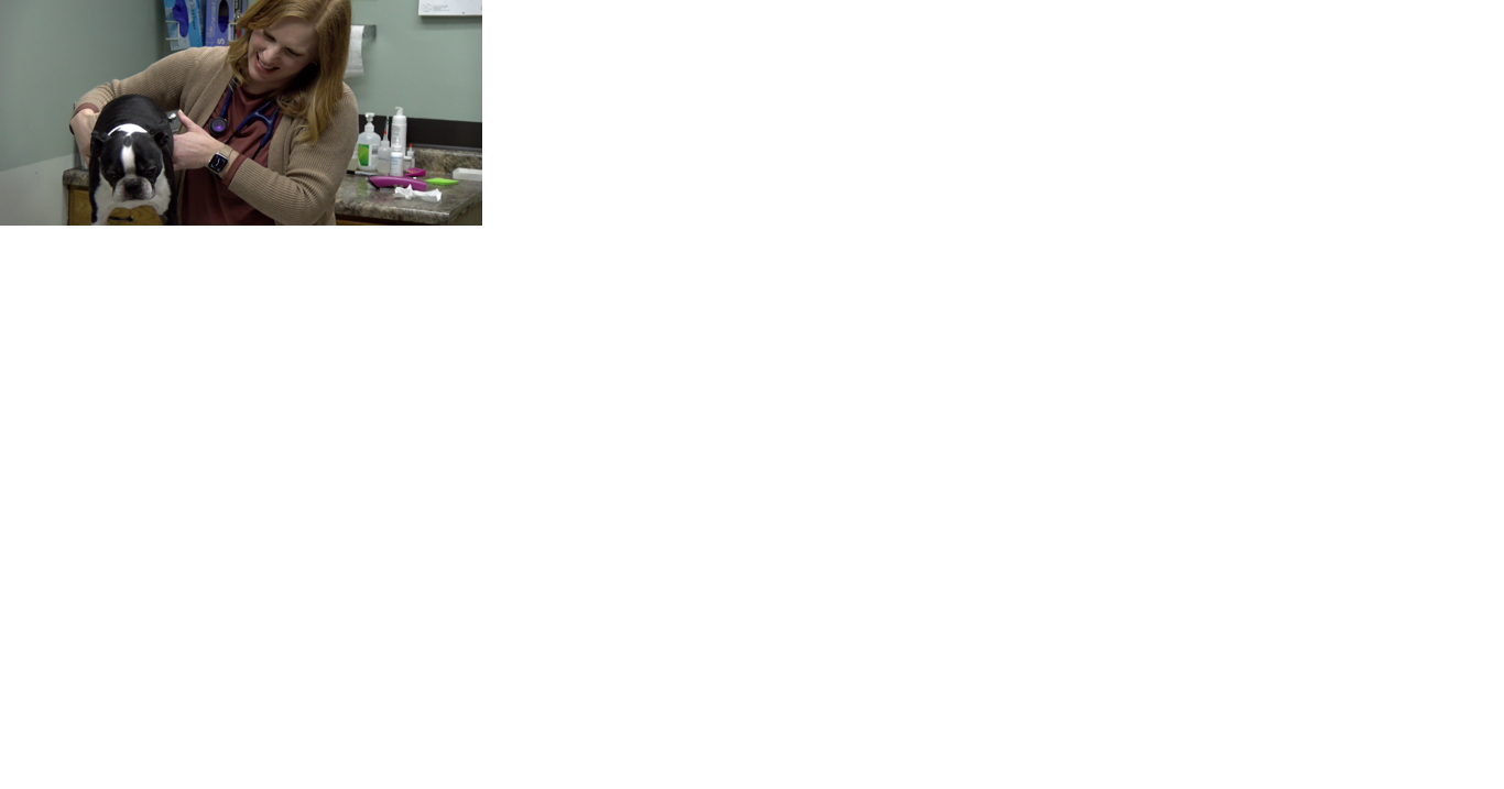 Veterinarian in Rhinelander gives tips on keeping pets safe on Valentine's Day - Vimarsana News