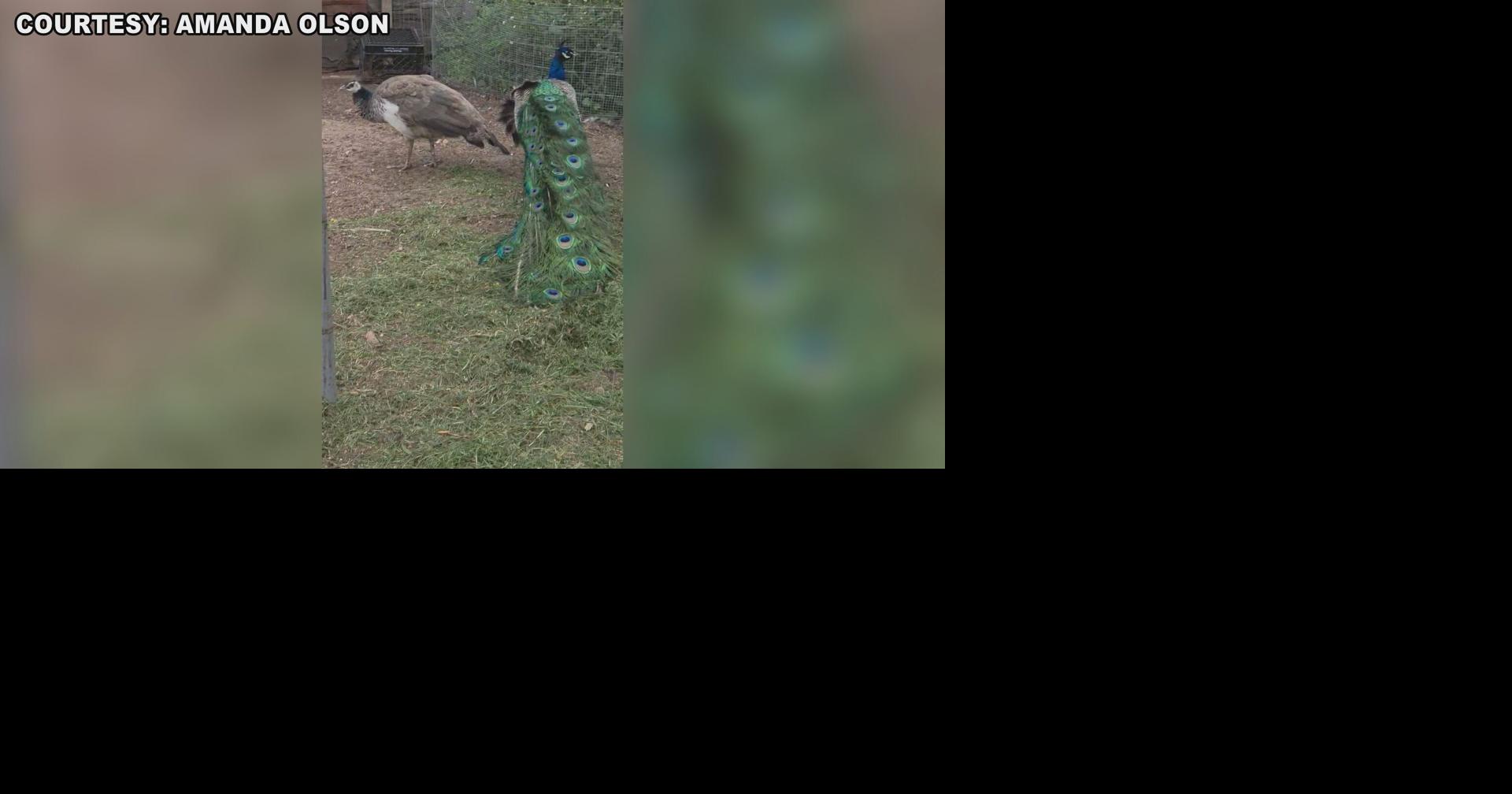Peacock search inspires fan club and sparks community support for rescue group that brought him home