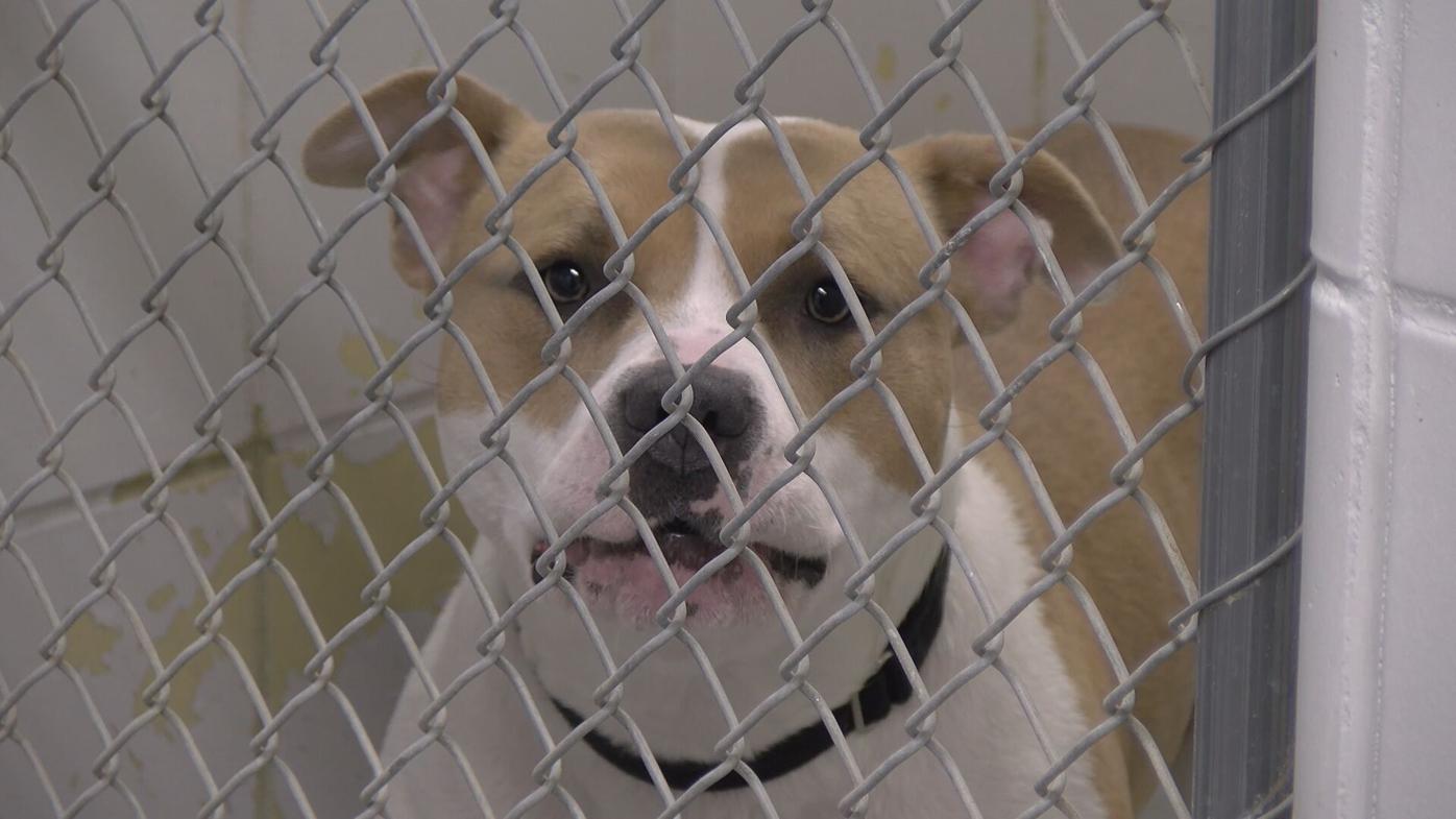 Local animal shelter sees increase in rescue in the spring | News 
