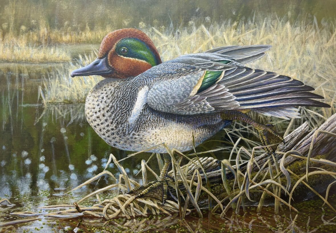 Hazlehurst artist wins DNR waterfowl stamp design competition with ...