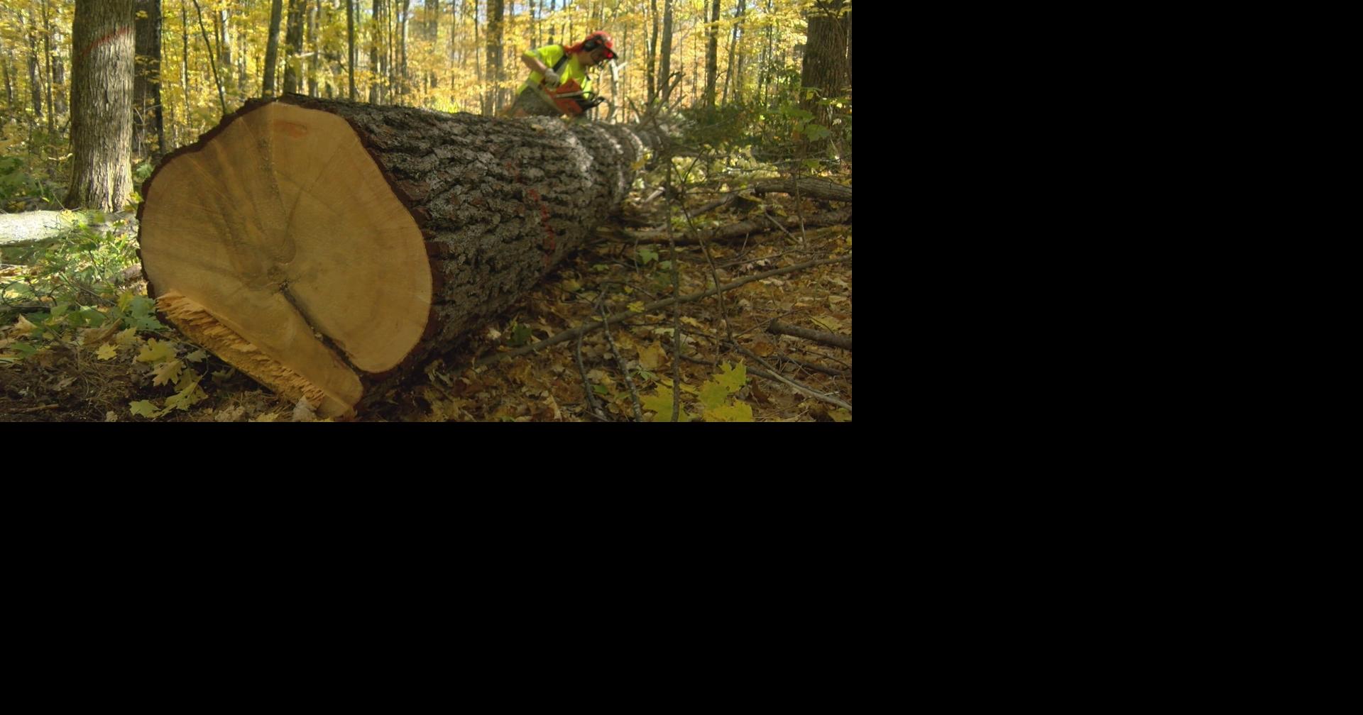 Menominee Tribal Enterprises explains sustainable forestry: Forest ...