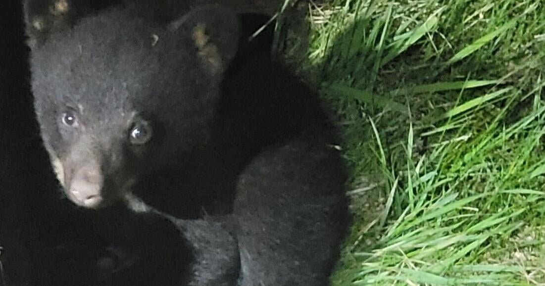 Bear cub rescued, recovering at Wild Instincts, after mother fatally struck by vehicle near Wausau