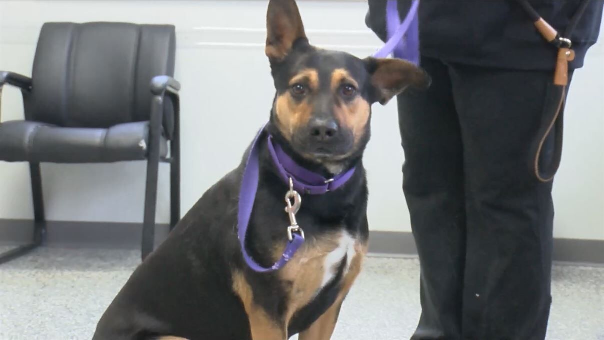 Dog spends more than 1, days at the Oneida County Humane