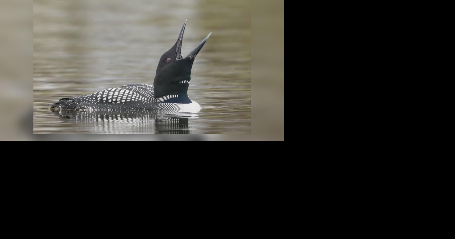 Loon rescue group emphasizes lead dangers during fishing season | Local ...