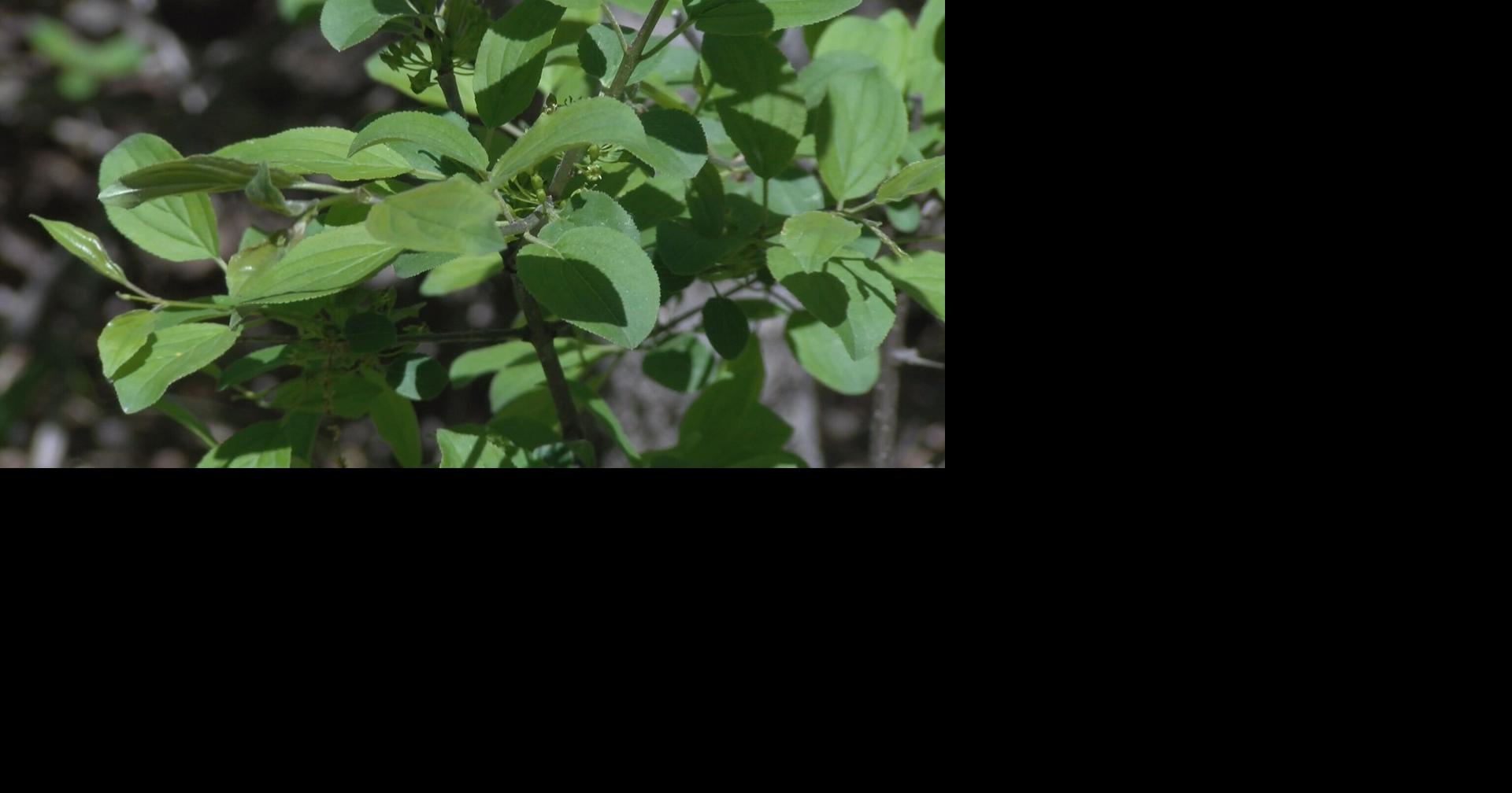 Wisconsin DNR spreads awareness about impacts from invasive species