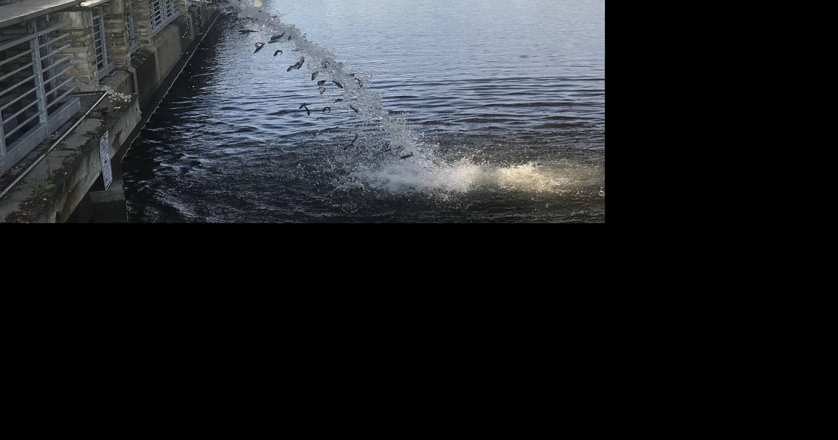 DNR stocks over 2 million fish into Lake Michigan | News | wjfw.com