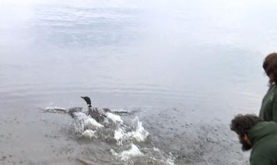 Two loons released following last week's Loon Fallout across the region ...
