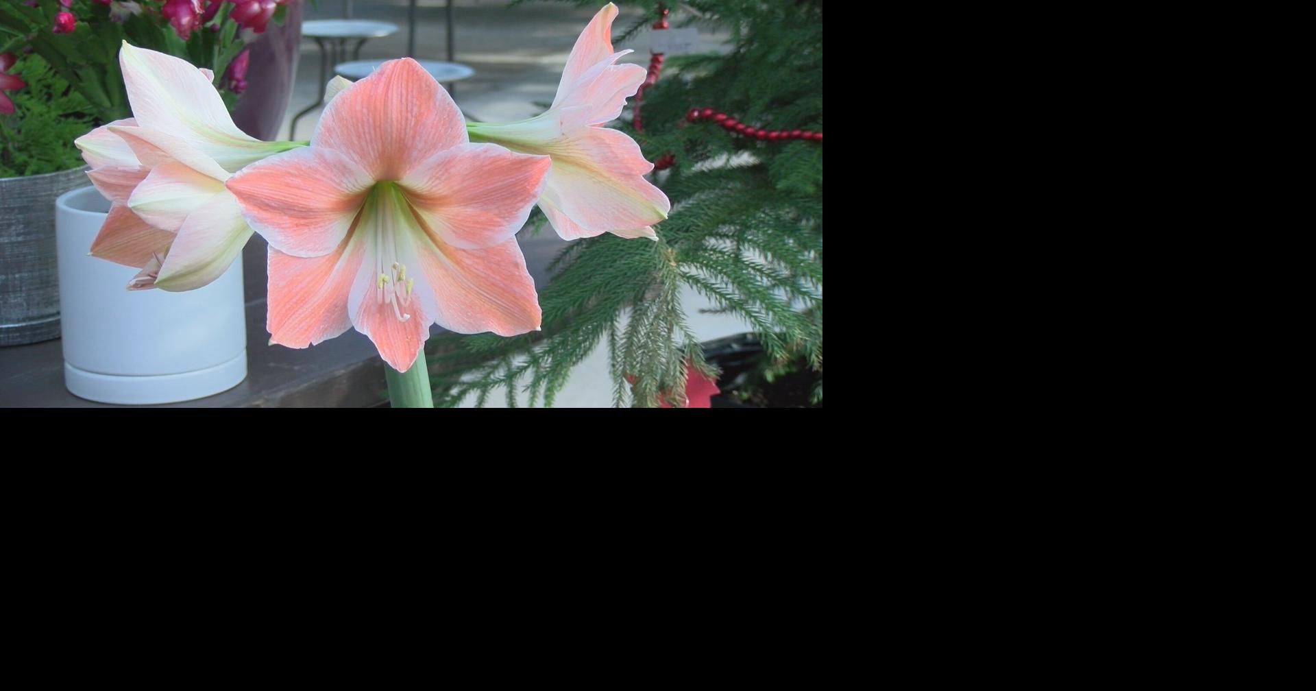 No Christmas Tree, No Christmas Tree News