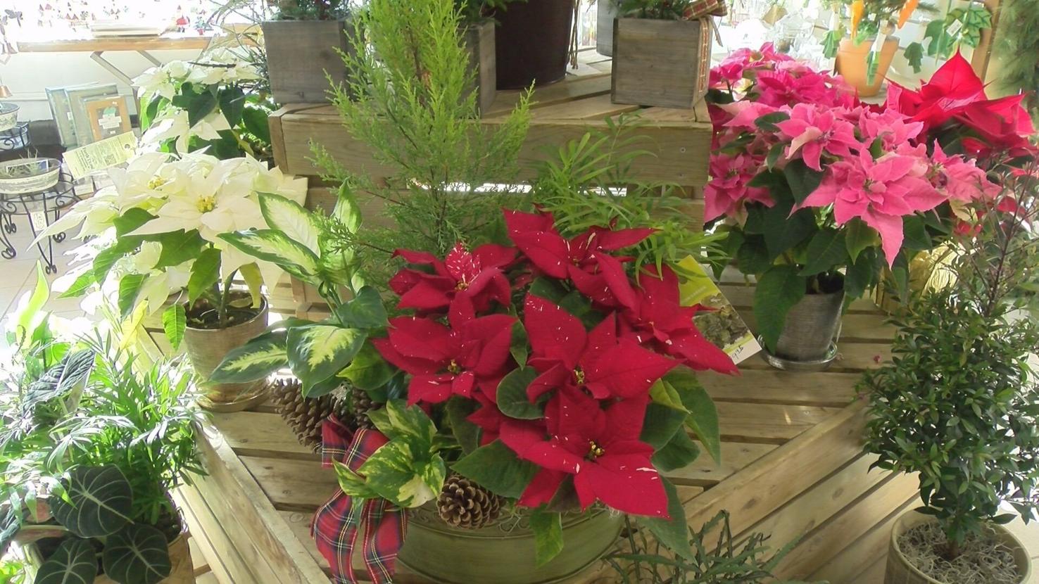 No Christmas Tree, No Christmas Tree News