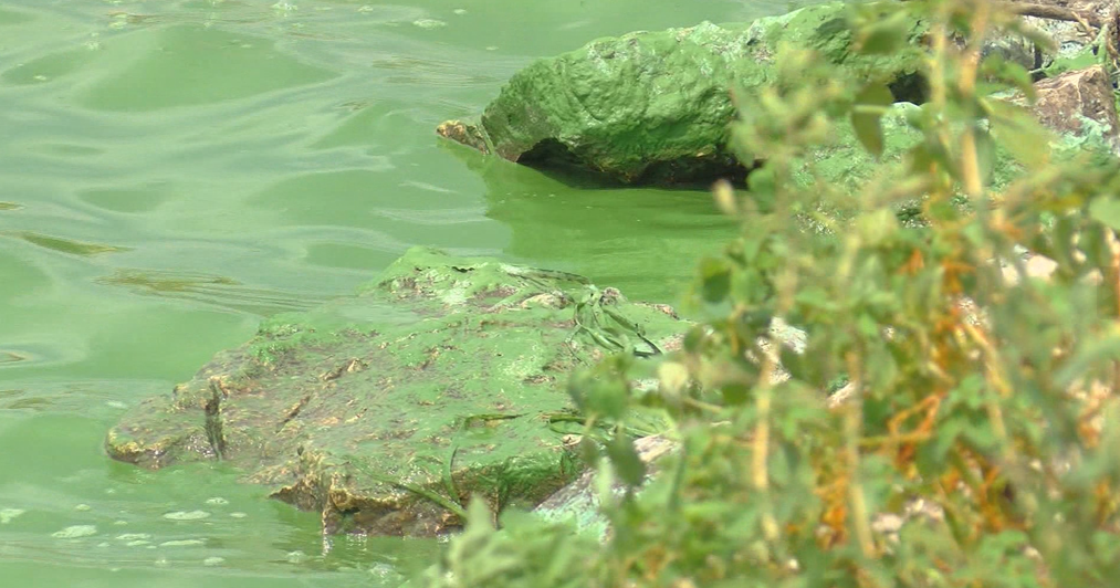 Blue Green Algae: Experts advise what to look out for - Vimarsana News