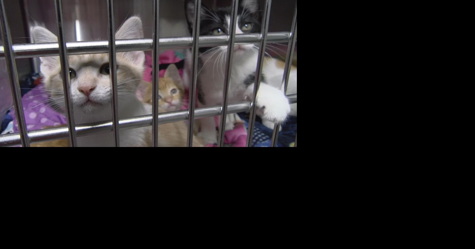 Oneida County Humane Society offering special on cat adoption fees
