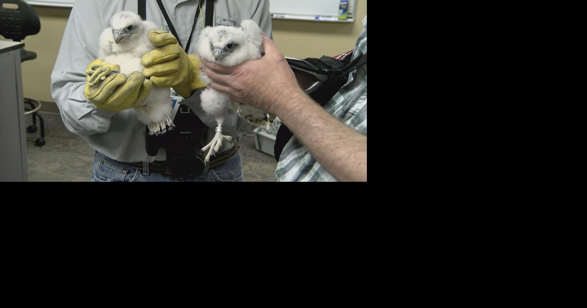 WPS Peregrine Falcon chicks tagged with solar-powered GPS for research, tracking purposes