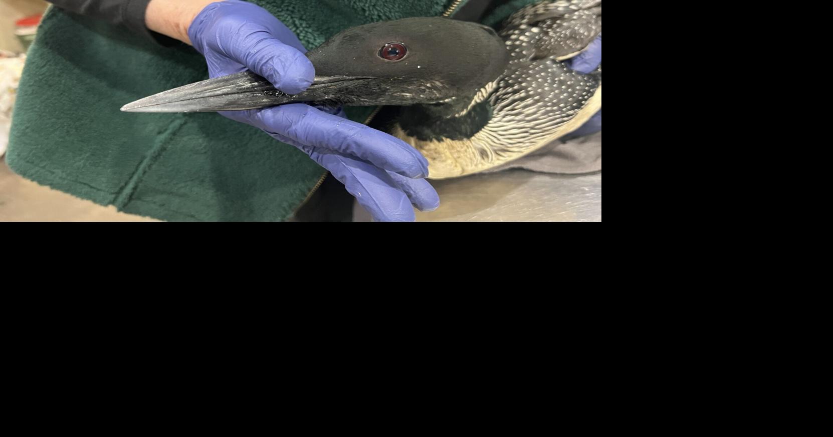 Northern Wisconsin experiencing a Loon Fallout: according to REGI ...