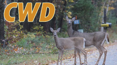 DNR Asks Hunters To Test Deer For Chronic Wasting Disease | News | Wjfw.com