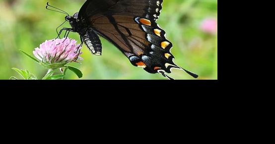 Lincoln County offers a way to support pollinators - Vimarsana News