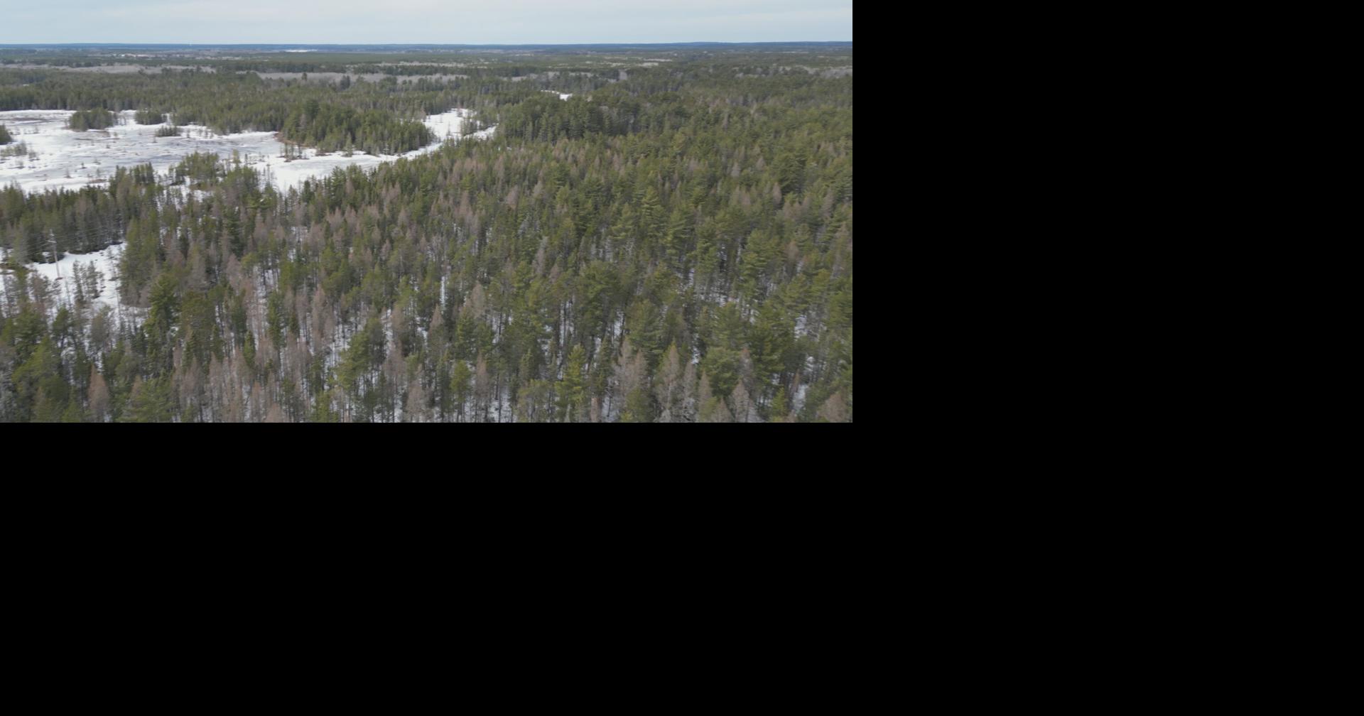 Vilas County landowner expands wildlife corridor with 191-acre acquisition