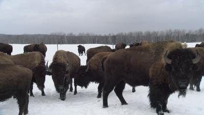 40 new bison are brought into herd, bringing total count to 66