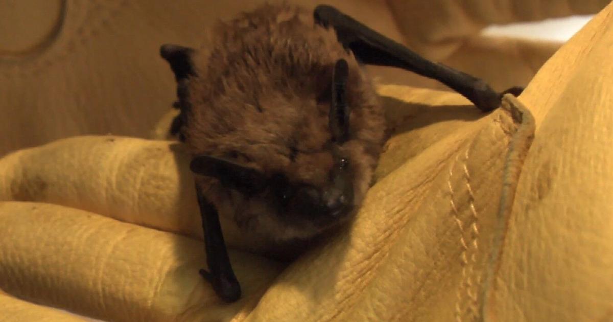 Local health department offers tips on bat exposure and rabies | News ...