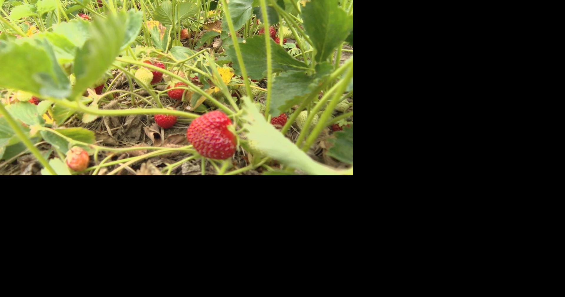 'Time for us to retire': Family-run Engelberry Farm in Merrill will close after strawberry season