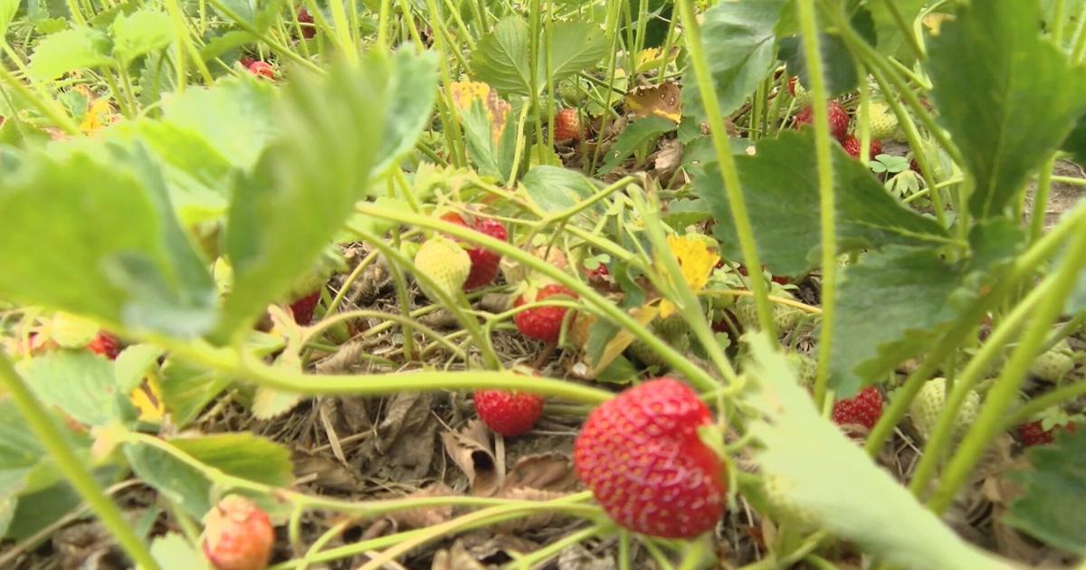 'Time for us to retire': Family-run Engelberry Farm in Merrill will close after strawberry season
