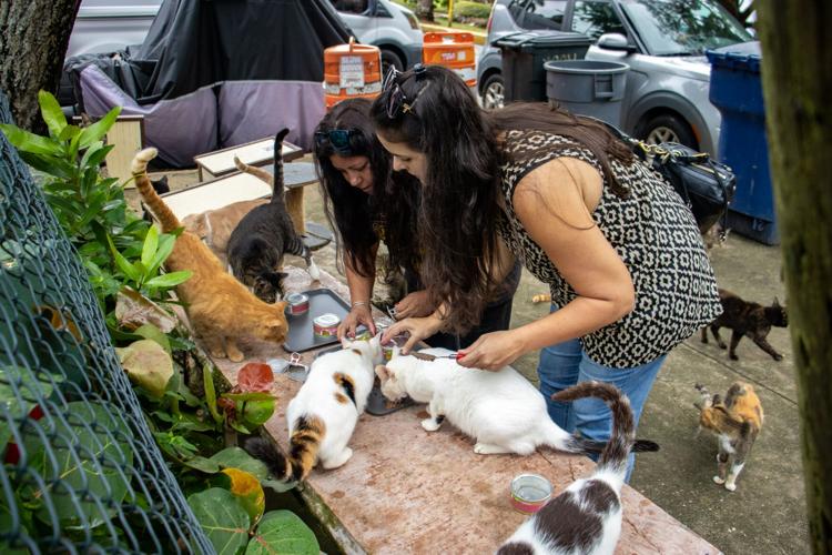 The Voice of Save a gato Profile wjournalpr com