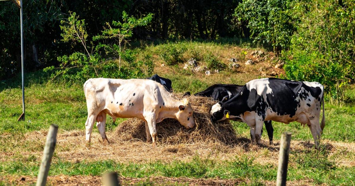 Expectations in the agricultural sector wither in the face of drought