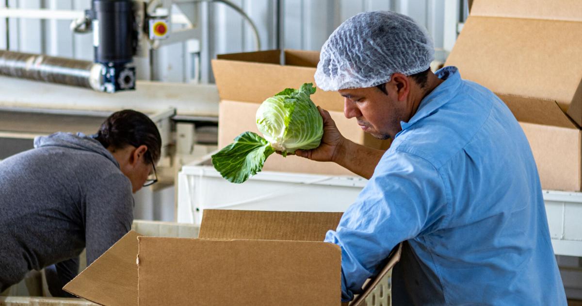 Agriculture technology boost local production | Business Agriculture technology boost local production | Business