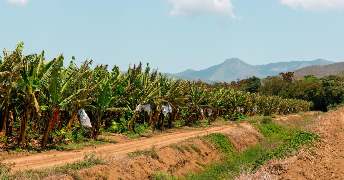 Area Rural Puerto Rico USDA Rural Development awards $661K to 4 farmers Puerto Rico | Top ...