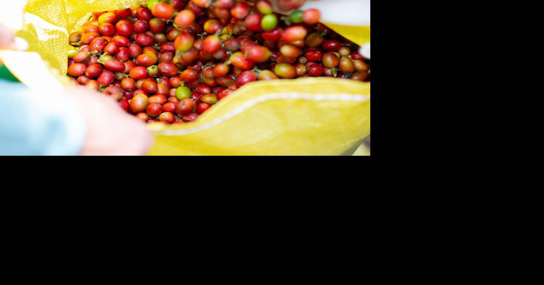 Starbucks Puerto Rico announces $20,000 to strengthen coffee-growing communities