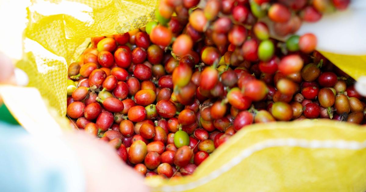 Starbucks Puerto Rico announces $20,000 to strengthen coffee-growing communities