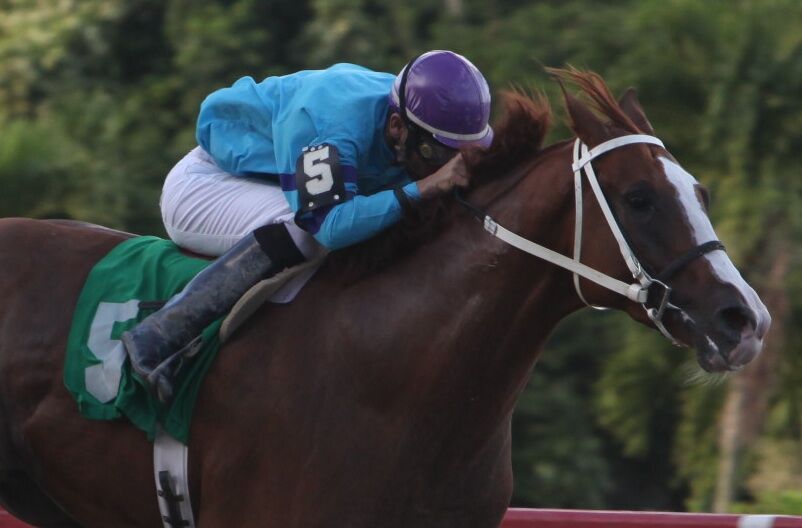 The High Cost of Horse Racing in Puerto Rico: A Sport of Passion and Financial Sacrifice