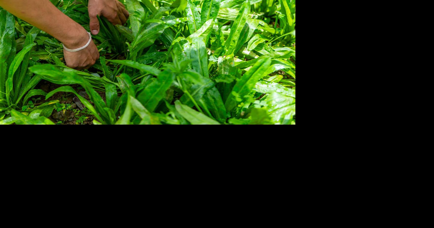 Agricultural dependence on foreign workers is growing