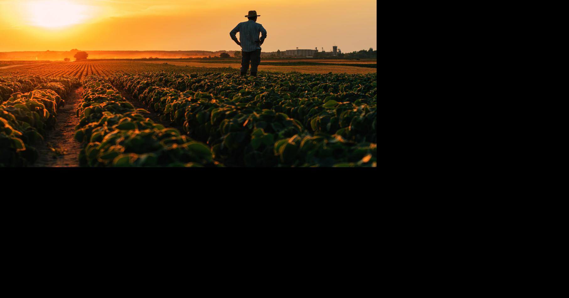 Agriculture in Puerto Rico gains momentum as a source of employment and business