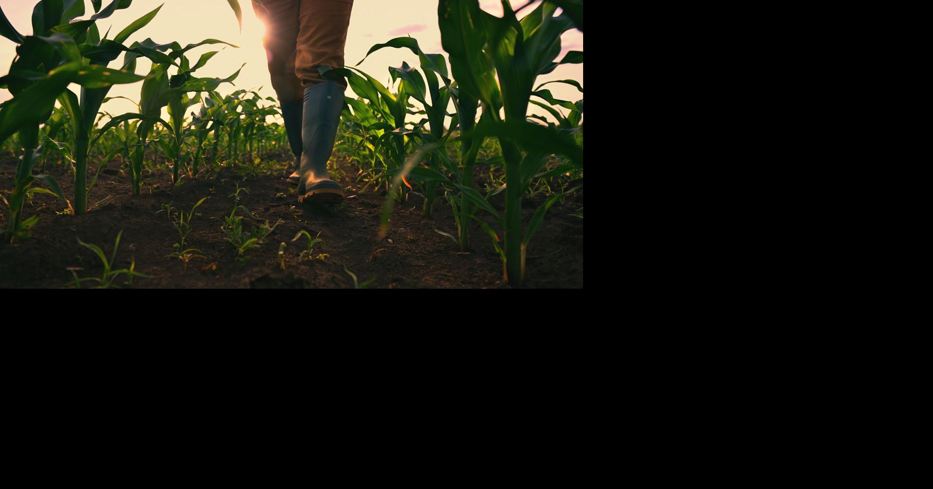 Agrotourism gains strength as a tourist attraction in Puerto Rico
