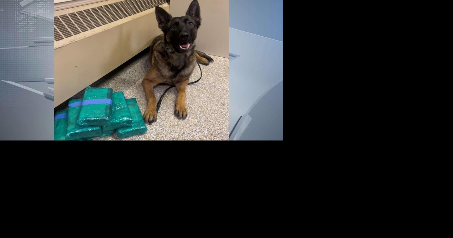 2 Chicago residents arrested after Rock Co. K-9 finds 15 lbs. of ...