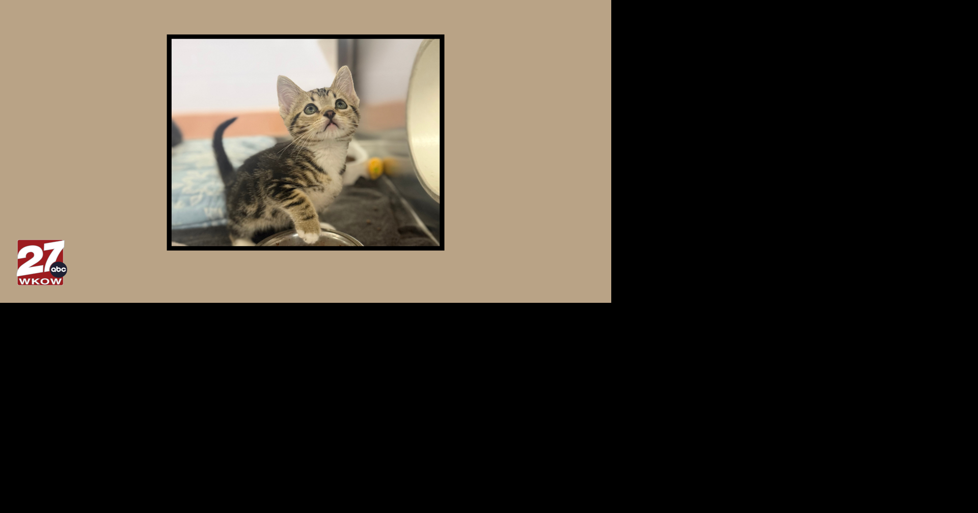 Pet of the Week: Meet Twofers!