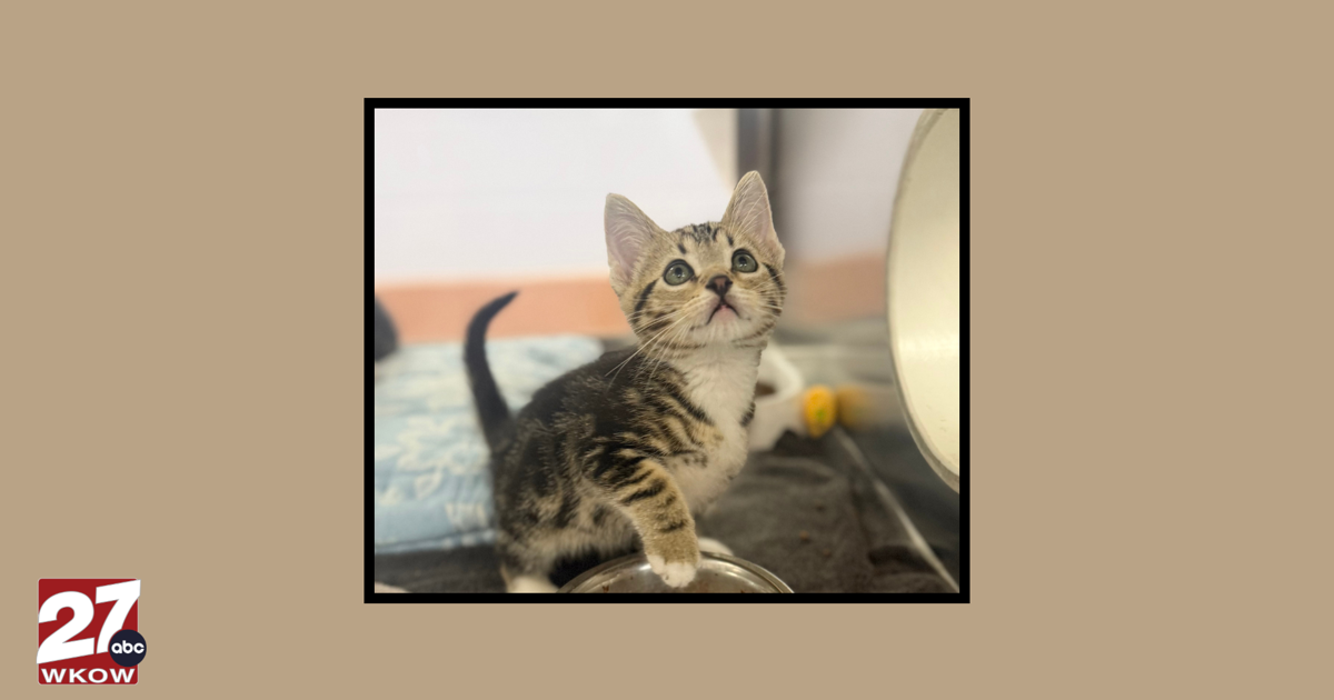 Pet of the Week: Meet Twofers!