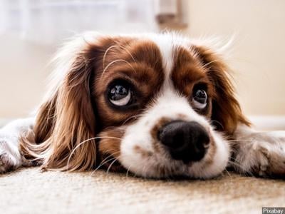 Seminary Specified Intervene Tuesday is National Puppy Day! | News | wkow.com