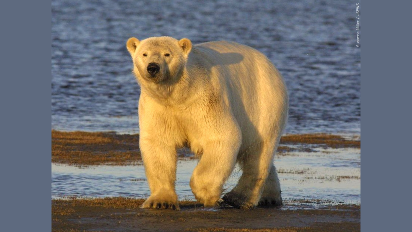 Scientists say they've found a direct link between planet-warming pollution  and polar bear survival