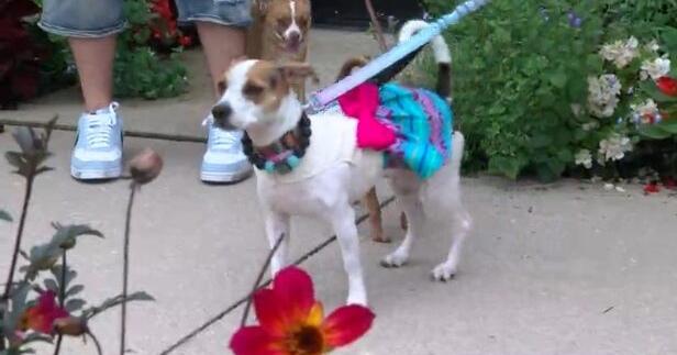 'Dog Days of Summer': Dogs take over Janesville's Rotary Botanical Gardens